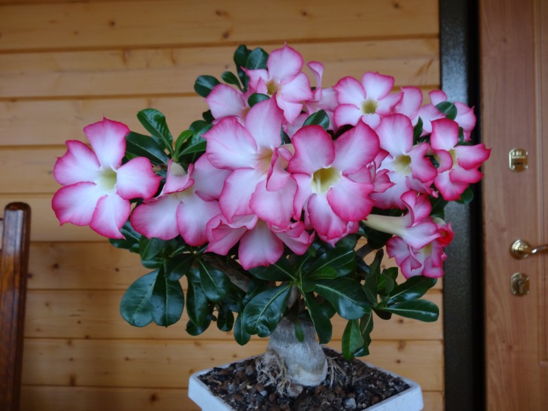 DSC09740.JPG