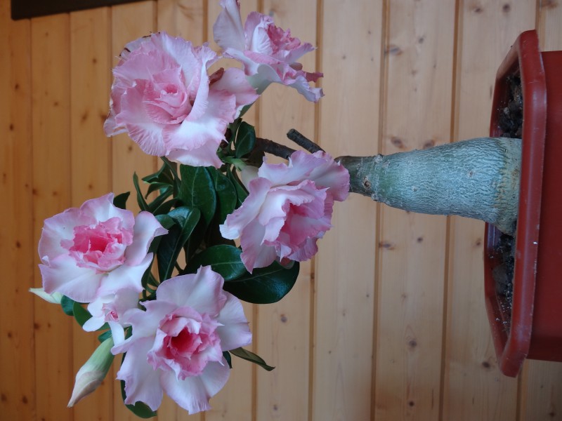 DSC09703.JPG