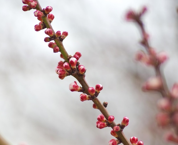 spring-buds-apricot_157744-3424.jpg