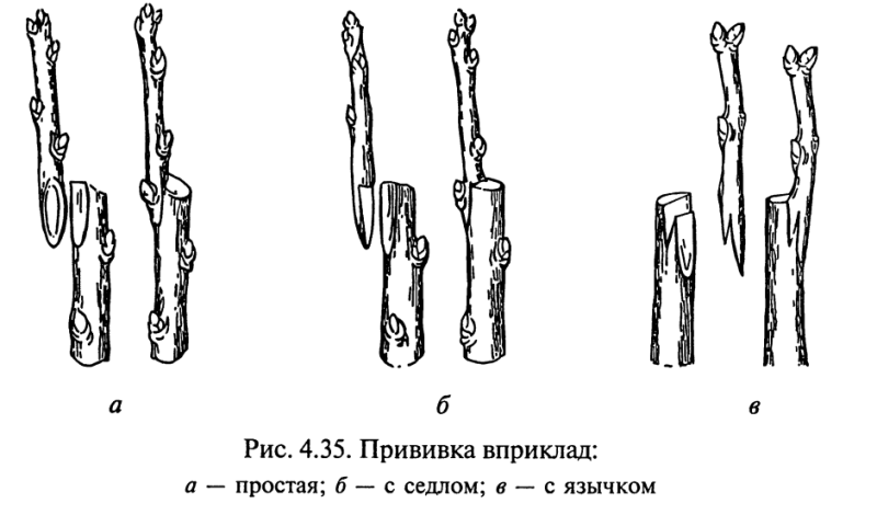 1687918996_vorona-top-p-privivka-rastenii-pinterest-58.png