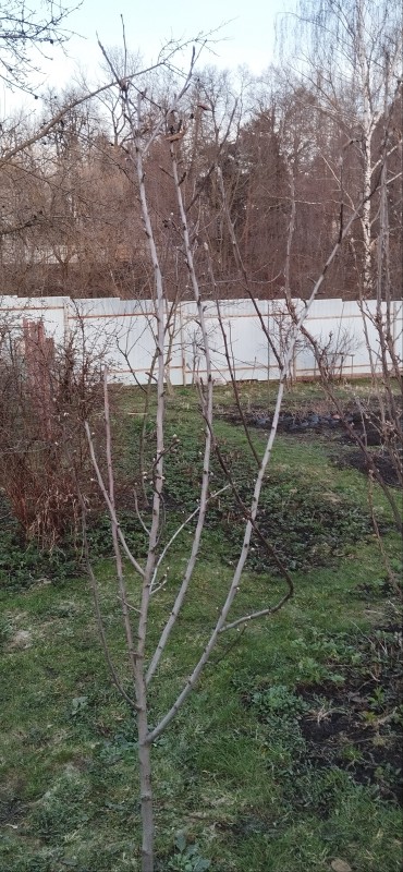 IMG_20250418_065624.jpg