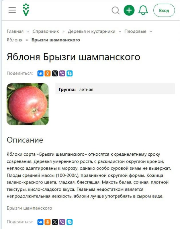 сорт Брызги шампанского.jpg
