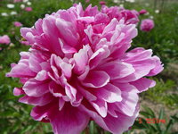 Flying Purple Wild Goose