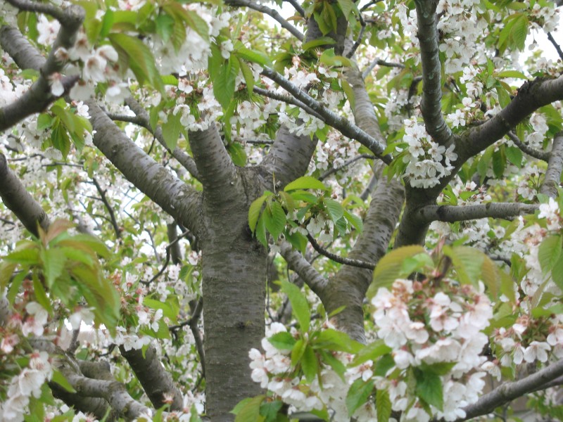 IMG_9768.JPG