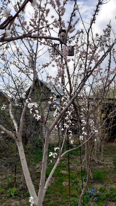 Абрикос Лауреат (22.04.2025)