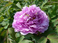 Blossom%20Bathed%20in%20Dew.jpg