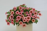 Calibrachoa Sweet Bells Cassis.jpg