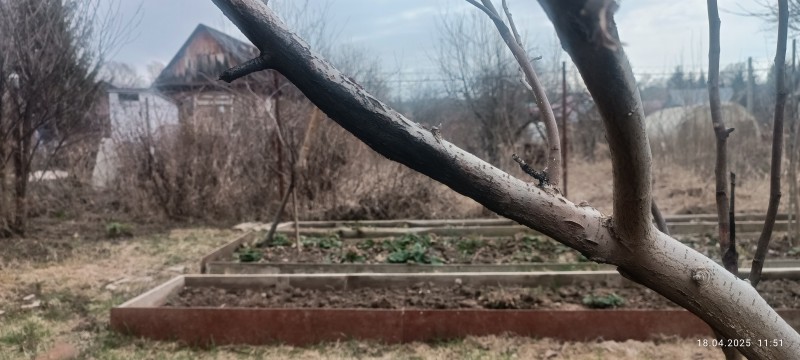 IMG_20250418_115136.jpg