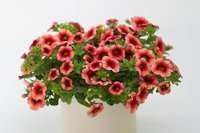 Calibrachoa Sweet Bells Raspberry Dark Eye.jpg