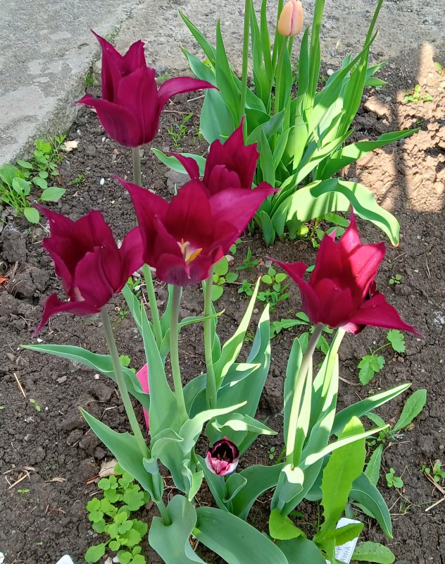 IMG_20250518_180817.jpg