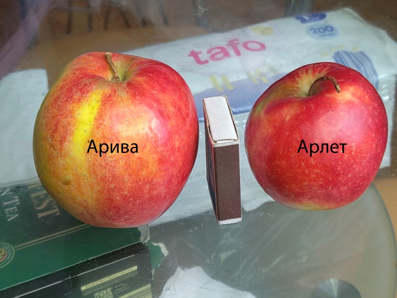 Арива