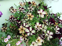 DSCF5793.JPG