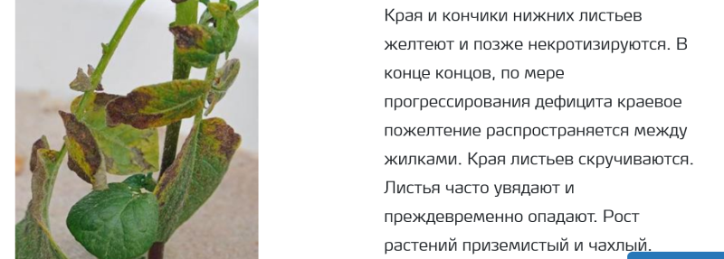 дефицит  калия на картошке..png
