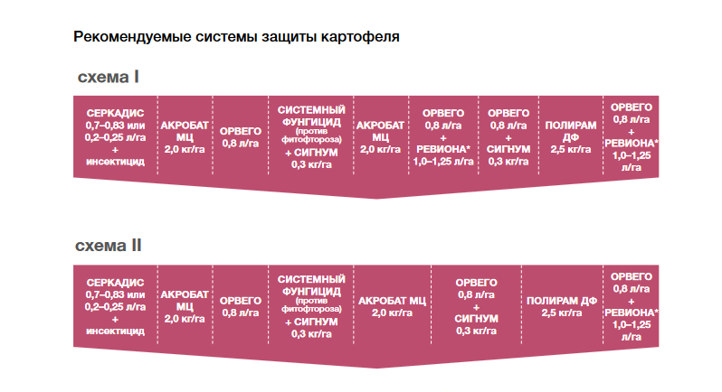 Screenshot 2025-06-20 at 17-38-31 Broshure_Potato.pdf.png