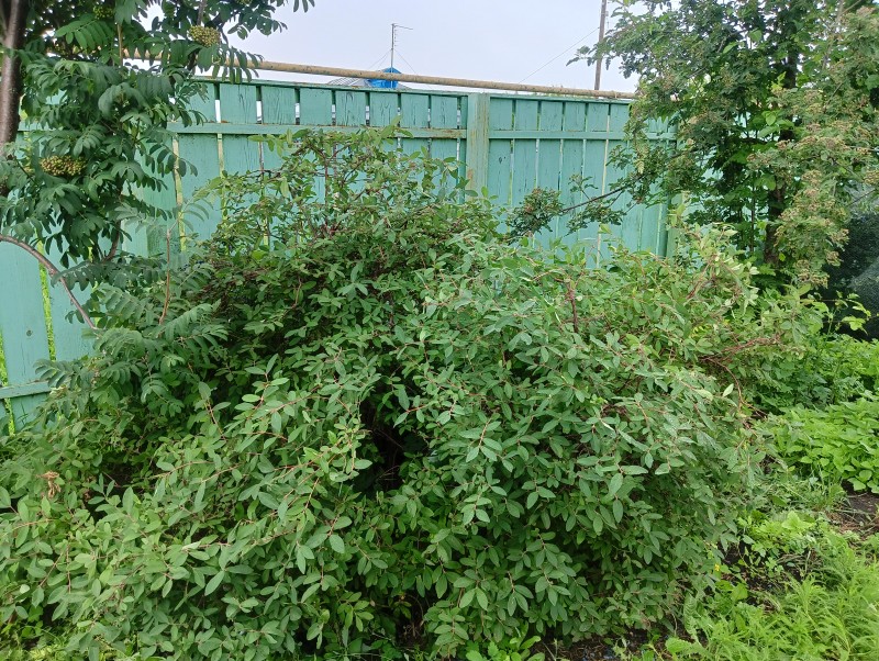 Сеянец капели