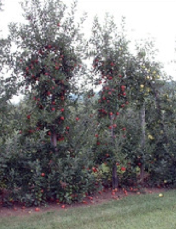 IMG_0142.jpeg