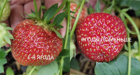 лорд2леткапоиск.jpg