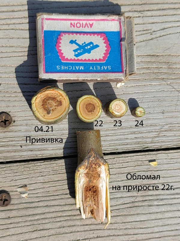 Прививка была сделана п.секатором.