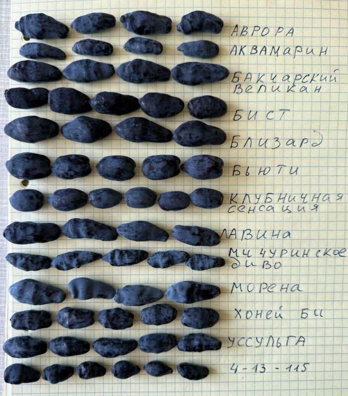 25.06.25