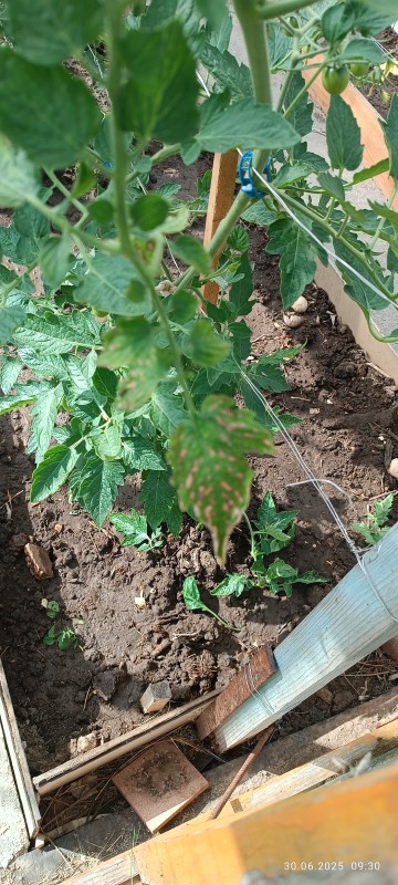 IMG_20250630_093025.jpg