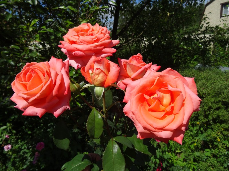 DSC07781.JPG