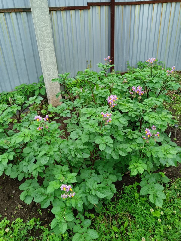IMG20250630110208.jpg