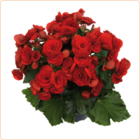 Elatior Berseba Red