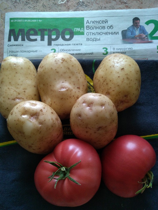 Говорят, копали Эдисон, который с метровой ботвой.