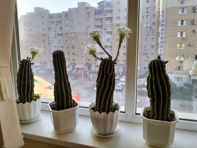 Цветут!