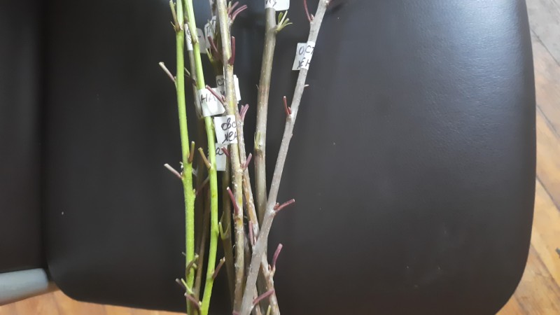IMG-20250806-WA0046.jpeg