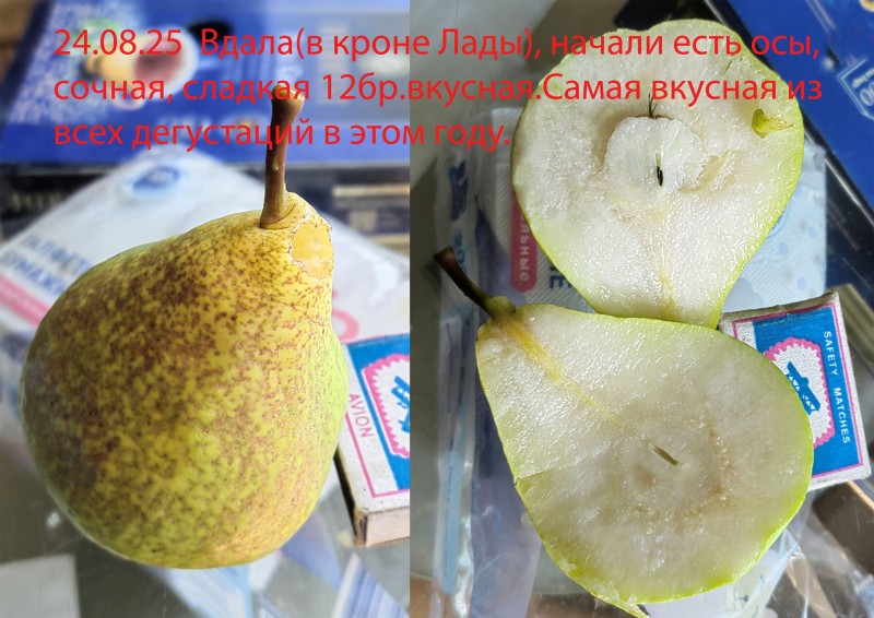 Вдала 24.08.25.jpg