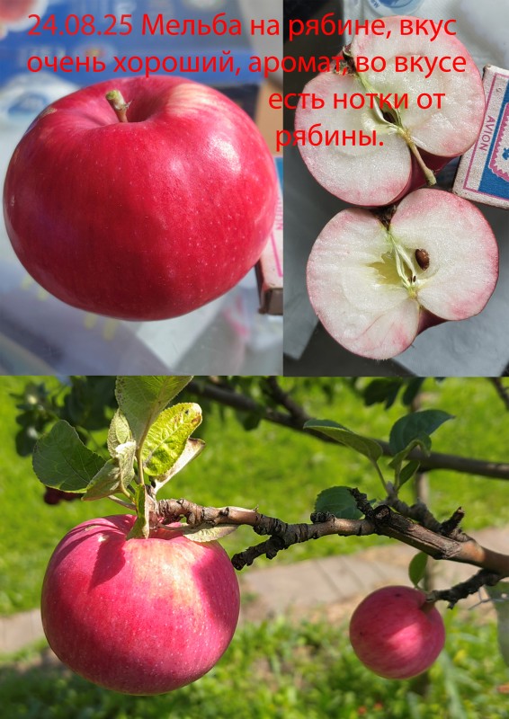 Мельба на рябине..jpg