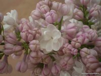 Красавица Москвы  - Syringa vulgaris Krasavitsa Moskvy.JPG