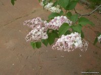 Красавица Москвы Syringa vulgaris Krasavitsa Moskvy.JPG