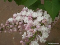 Красавица Москвы -Syringa vulgaris Krasavitsa Moskvy.JPG