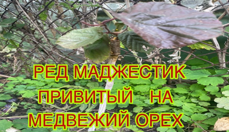 ред маджестик.jpeg