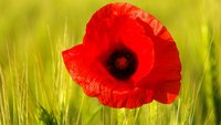 1920x1080_flowers2-mac-mak-maka-poppy-tsvetyi-mak-flowers.jpg