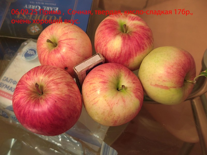 IMG_20250906_Прима.jpg