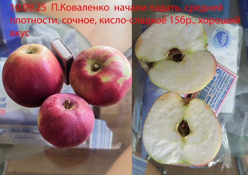 П.Коваленко 25.jpg