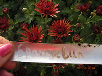 DSCN7332.JPG