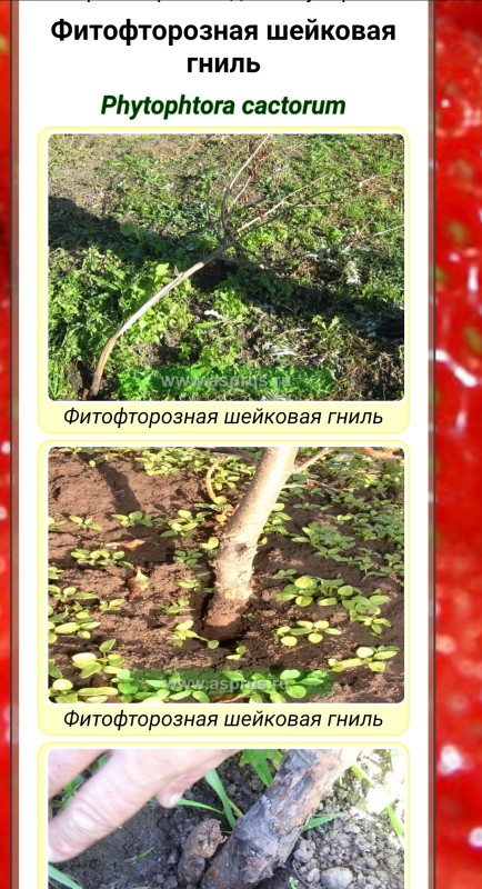 Screenshot_20251001-115544_Yandex.jpg