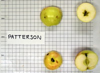 patterson_1.jpg