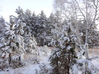 Хорошо в лесу