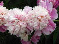 800px-Paeonia_'Cora_Stubbs'_02.jpg