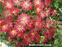 Вир бисер.jpg
