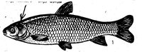 32f4f268af7e61f949ee5b79387b6888_i-642.jpg