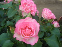 DSC04185.JPG