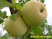 Налив исетский (2).jpg
