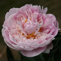 Madame Marine 5-800-t.jpg