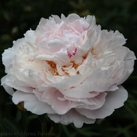 Madame Marine 6-800-t.jpg